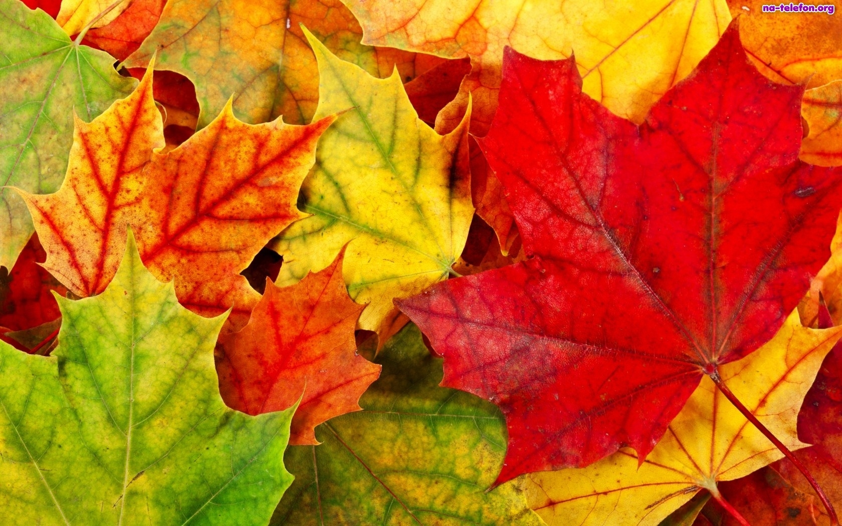 liscie jesieni kolorowe 1